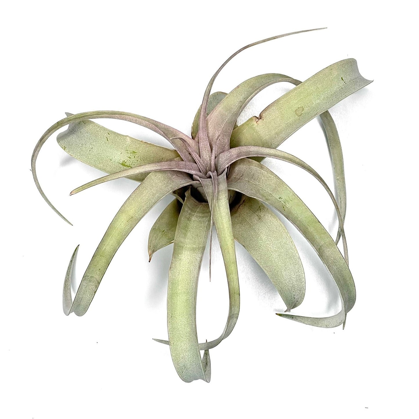 T..Xerographica Bonsai – regina plantelor aeriene