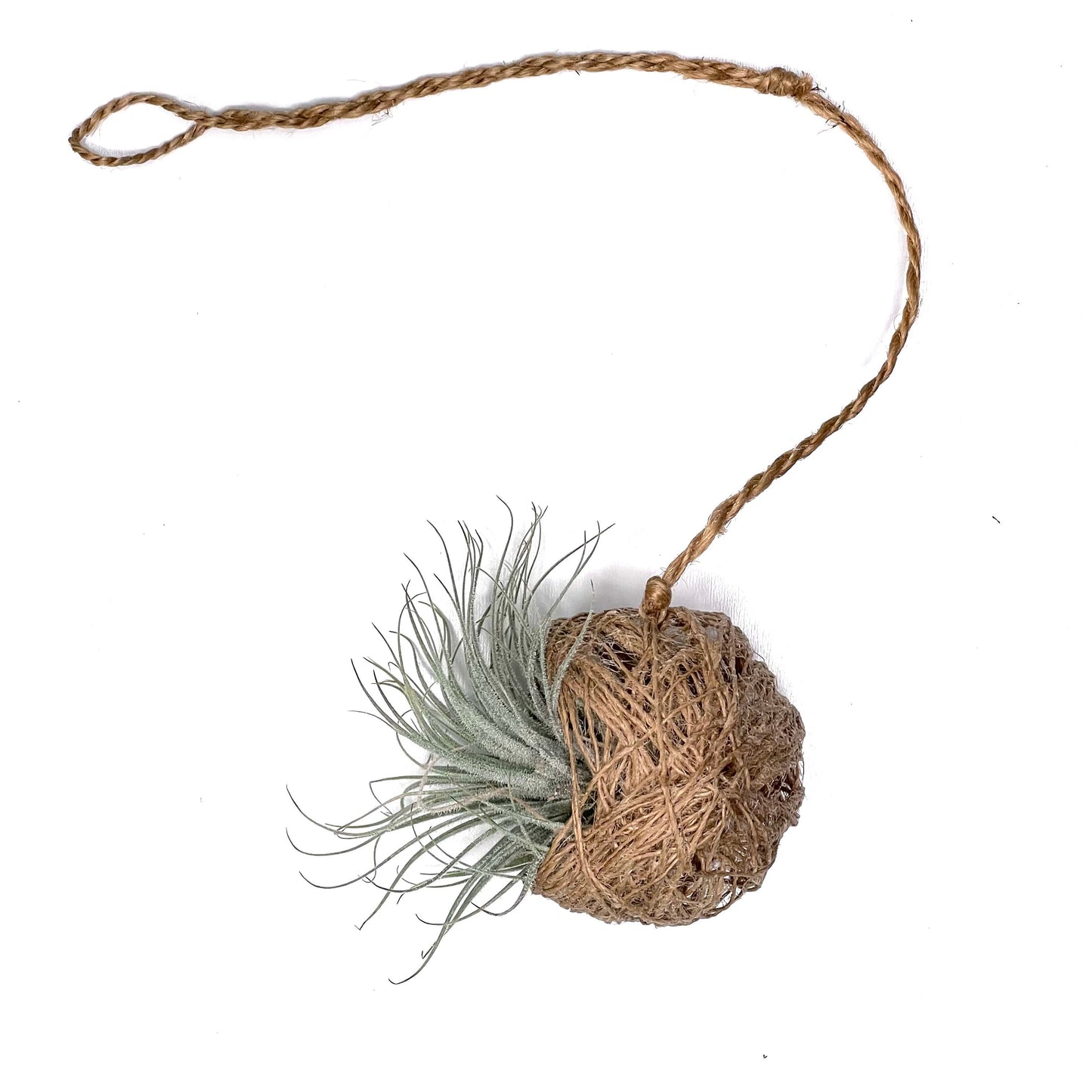 T.Tectorum cu suport din sfoară