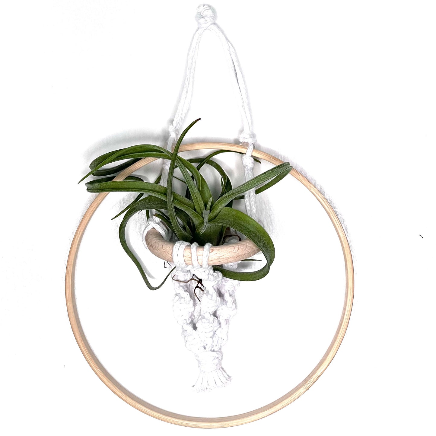 T.Curly Slim cu Suport Fairy