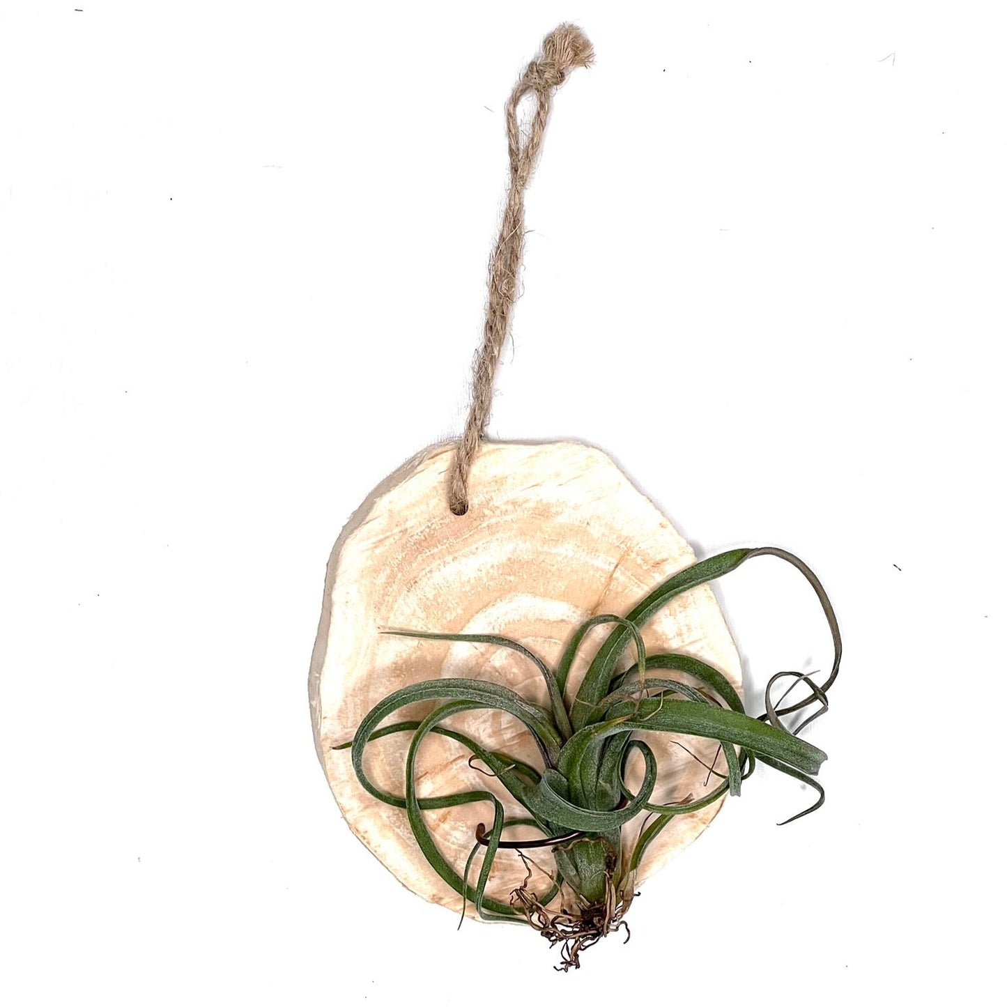 T.Curly Slim cu suport din lemn natural – lucrat manual