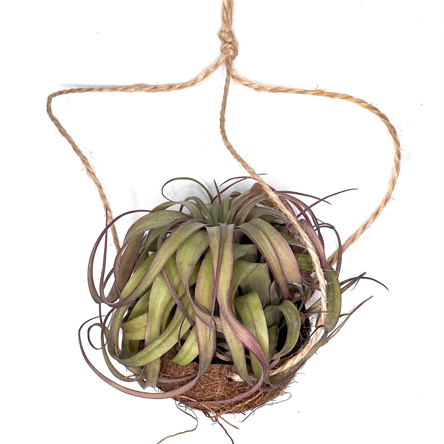 T.Knobloch cu suport din cocos - lucrat manual