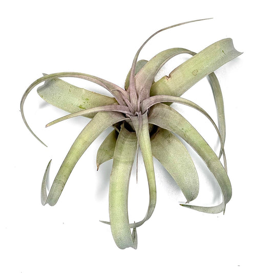 T..Xerographica Bonsai – regina plantelor aeriene