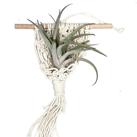 T.Capitata Peach Red cu suport macrame bej-alb