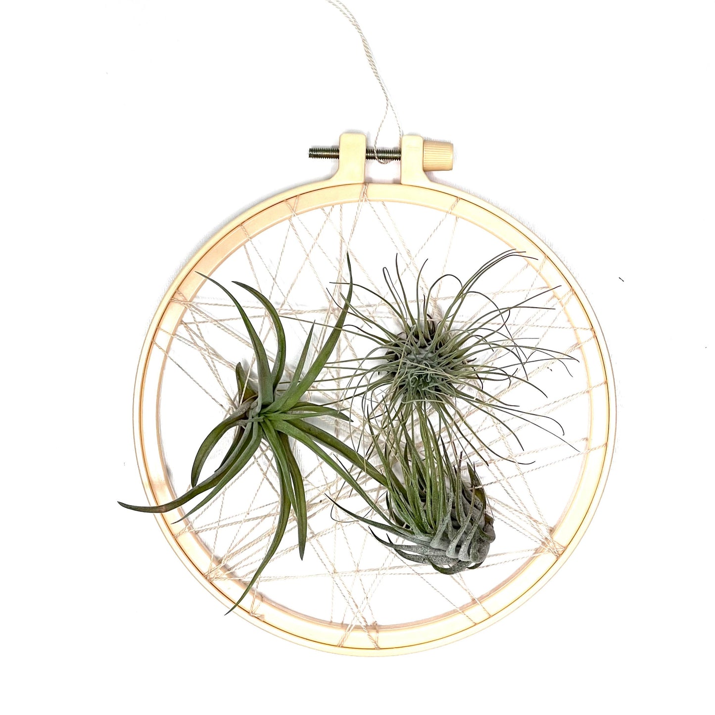 Suport tip „prinzător de vise” cu plante aeriene