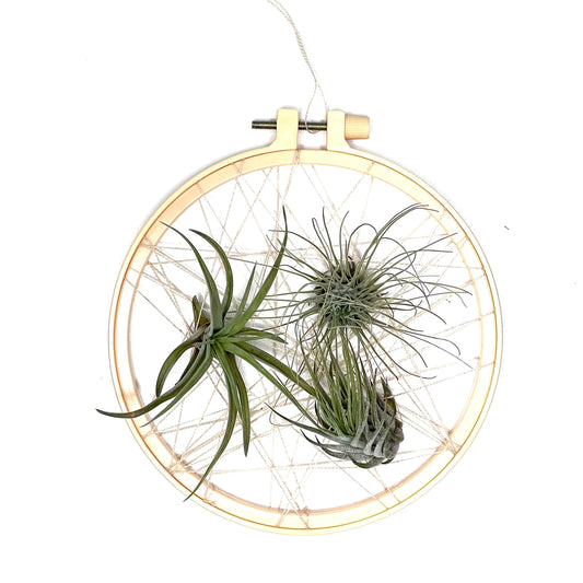 Suport tip „prinzător de vise” cu plante aeriene